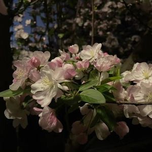 花夜 prod by Lion-Z 狮子