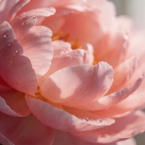 见花如面（POP）