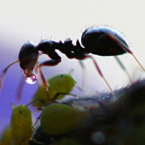 Army Ants
