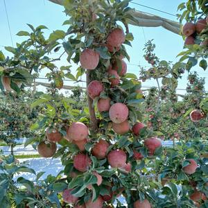 El Vale de Michoacan