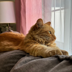 Kermit the Cat Purring