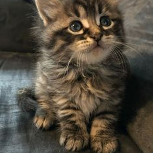 Question...? (nightcore)