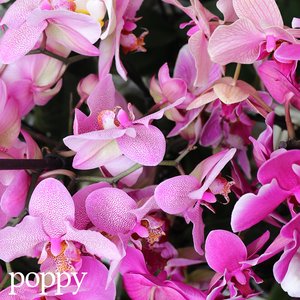Poppy