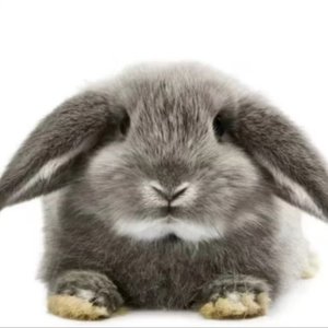 《新西游72变》