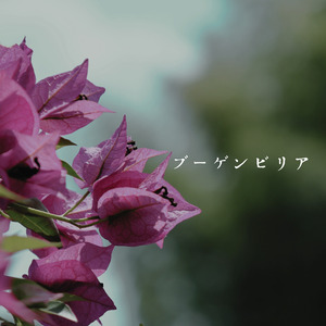 ブーゲンビリア