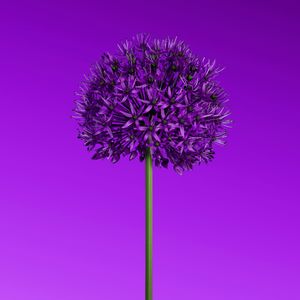 南征北战NZBZ-哈尼宝贝Remix-（心穗.窝窝）（南征北战 / 心穗.窝窝 remix）