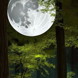 我望着月亮思念你