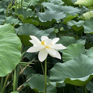 舒缓纯音乐_C大调.wav