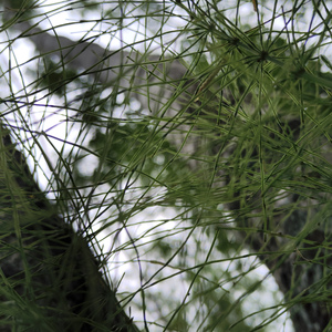 从来生死都看淡 专和老天对着干 (我命由我不由天)
