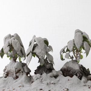 抹消ミュータント