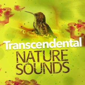 Bird Life Behind the Barn