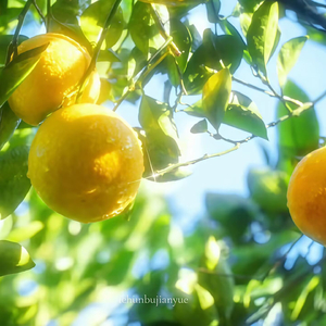 梦核 池核 千禧年 精选串烧（纯享版）