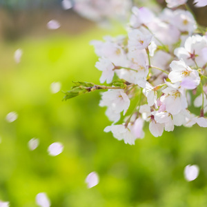 誰かがラブ (Instrumental)