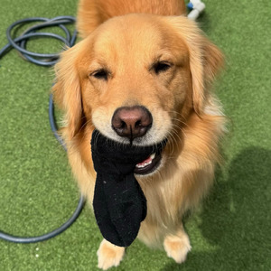 言うこと聞かない君さえ愛おしいよ