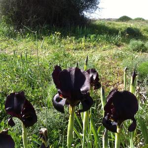 Gran Espiritu - אל הרוח הגדולה