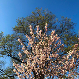 Divertimento in D Major, K. 136: I. Allegro