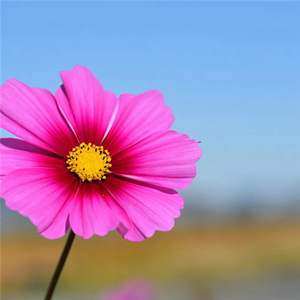 Soothing Study Beats