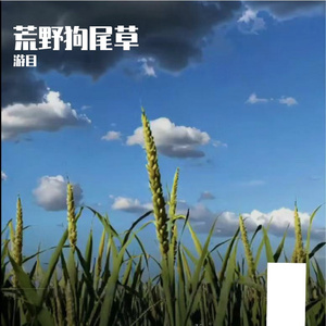 荒野狗尾草