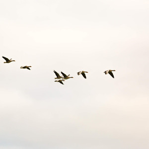 Розриває серце