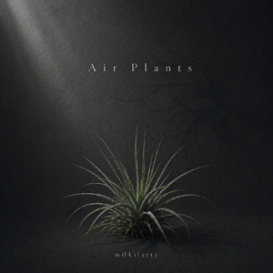 Air Plants