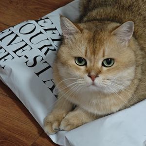 洛天依 - 我只去过东南亚