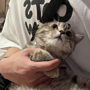 山楂树の恋