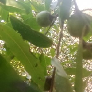 Di nonyana (Instrumental Version)