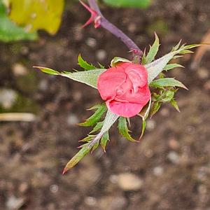 Mama's Roses