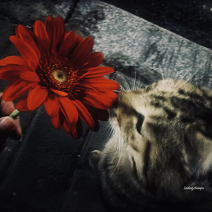 咏春 (DJ版Remix）