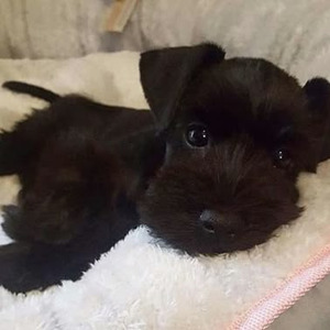 Top of Shit (slowed)