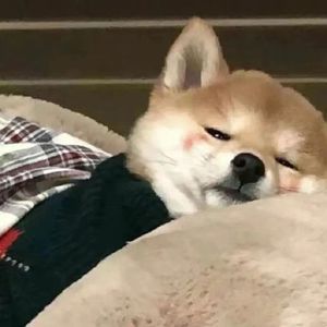 对爱渴望-徐楚雯 叶舒淇