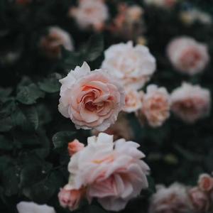 百花争艳（join尘埃的呼喊）