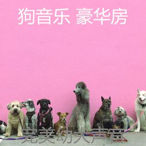 有趣可爱的狗情怀