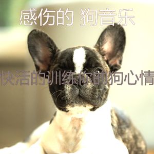一尘不染可爱的狗印象数