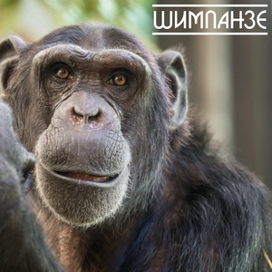 Шимпанзе (Обезьянка) (Original Mix)