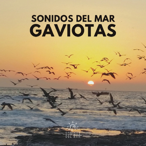 Sonidos del Mar: Gaviotas (29)