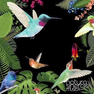 Auroras (Original Mix)