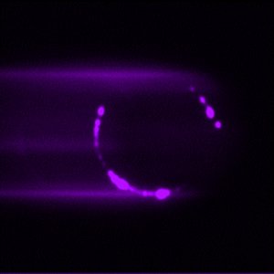 Ceylon Rose (Instrumental)