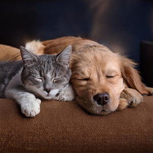 Armonías Relajantes Para Mascotas Estresadas