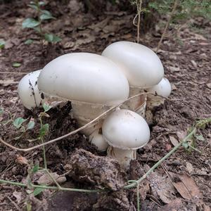 Junts som més forts