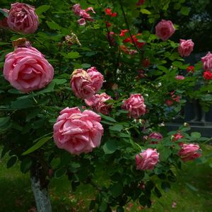 Ding's Garden（Piano Version）