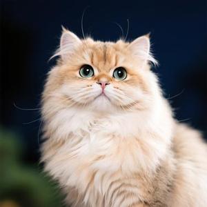 波斯猫 (Cover S.H.E)