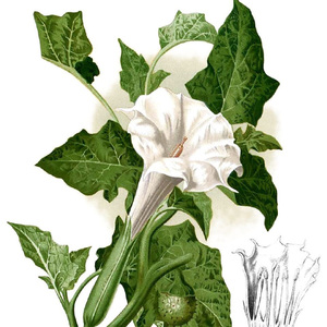 Datura