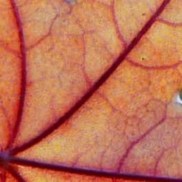 斜阳照落花 伴奏