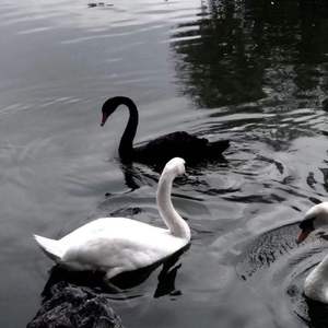 刻在我心底的名字