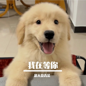 星河长明梦不灭