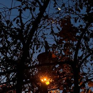 Night Walk