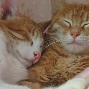 ネズミ人間の歌