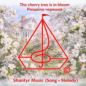 The cherry tree is in bloom / Розцвіла черешня