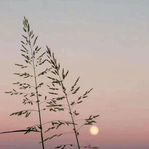 一壶酒（唢呐版）